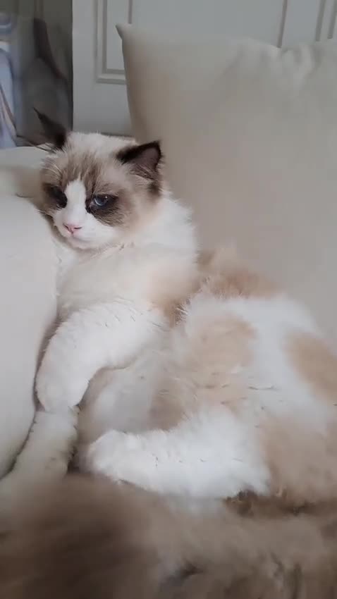 Ragdoll cats for sale: Premium Seal Bicolour  Ragdoll Boys 💖💖💖 - Video 3