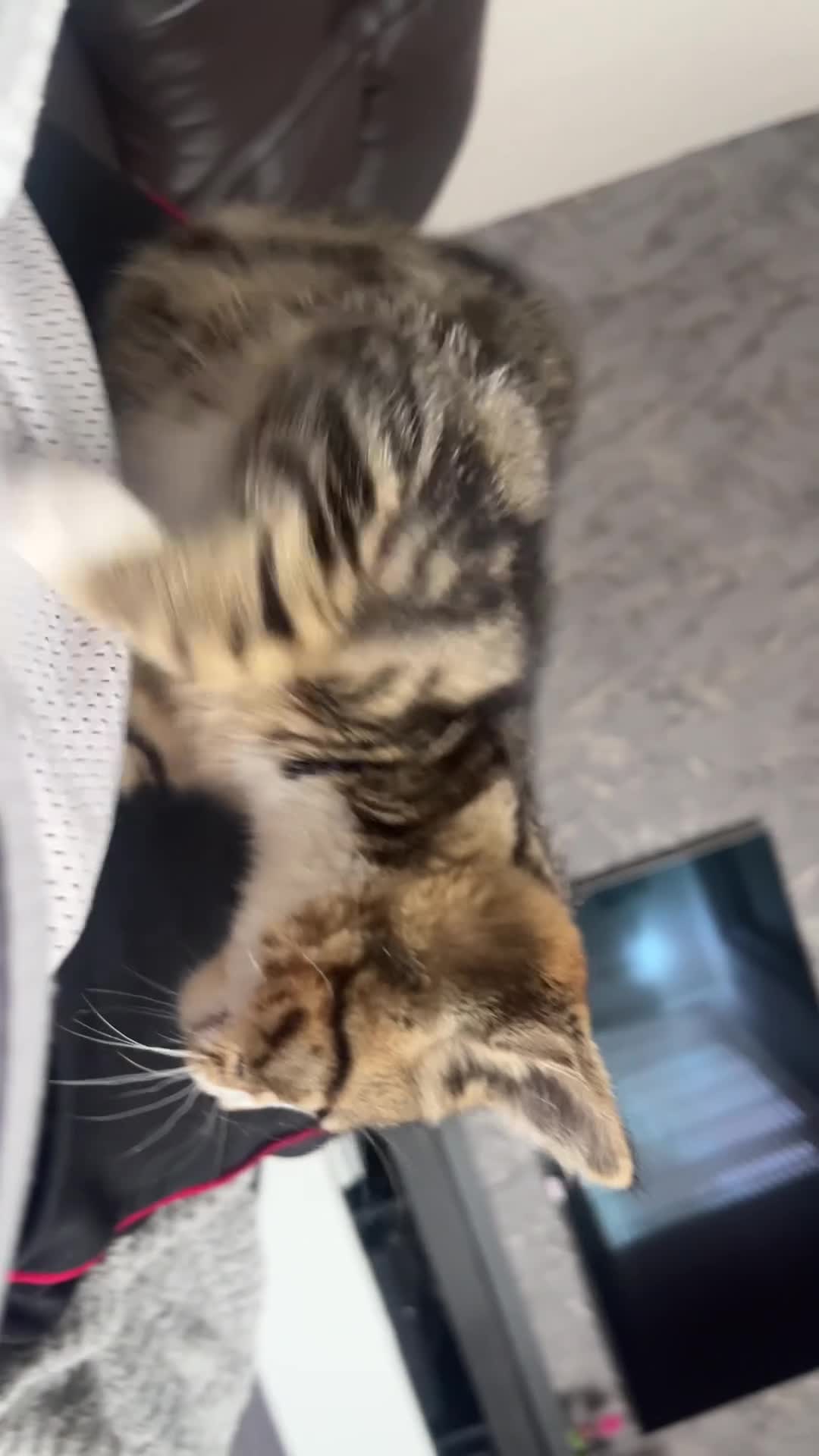 Domestic Shorthair cats for sale: Tabby kitten - Video 1