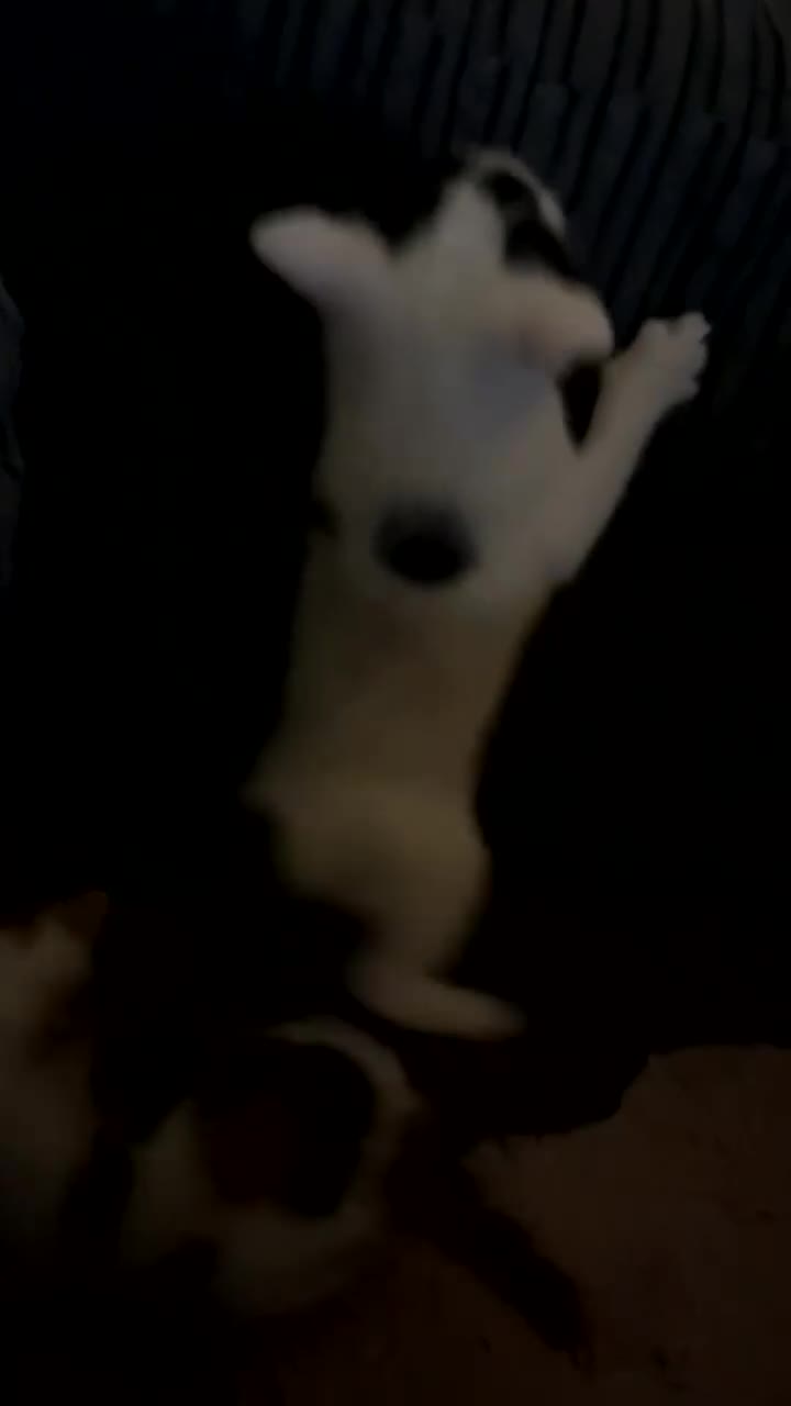 Mixed Breed cats for sale: 2 kittens for sale  - Video 5