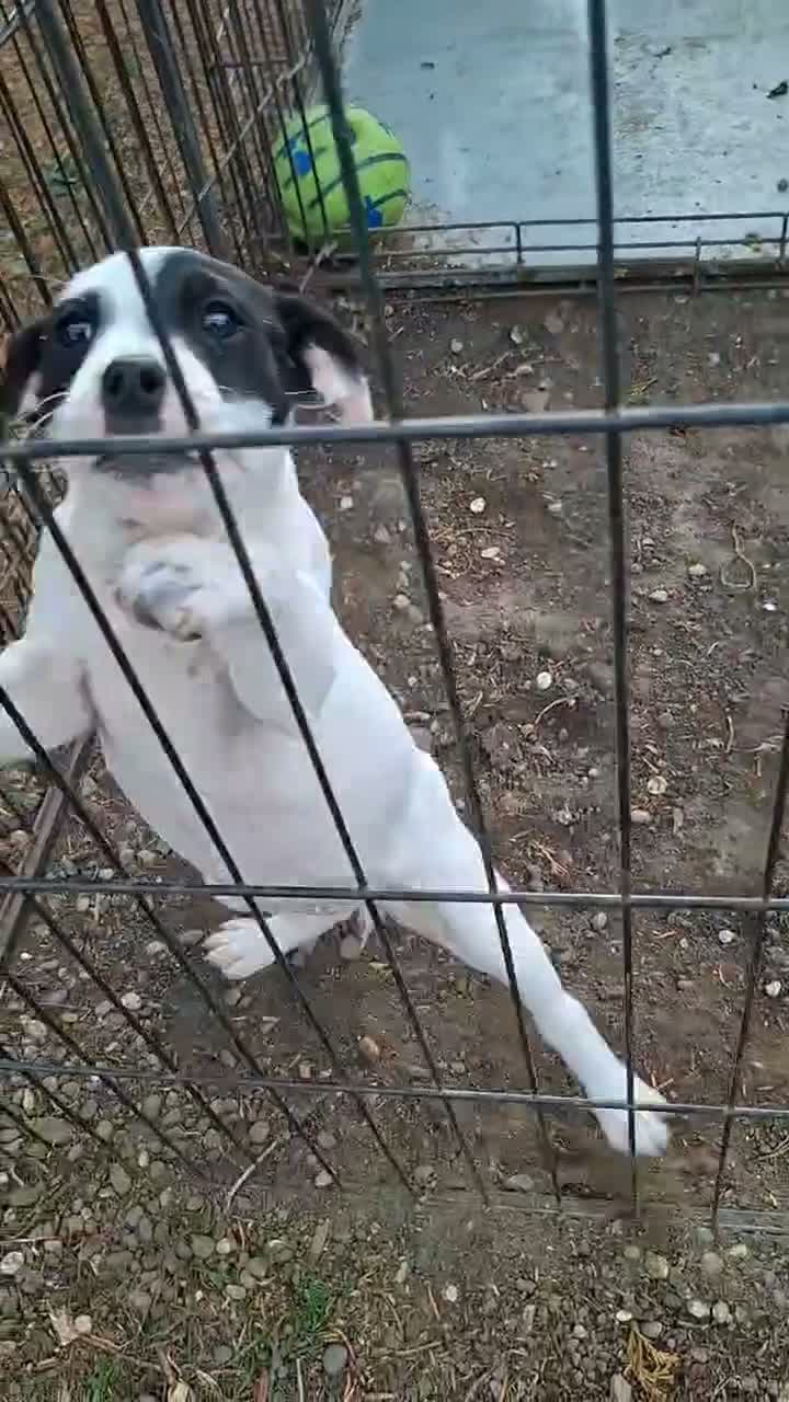 Patterjack dogs for sale: Jack Russell x Patterdale in Consett - Video 1