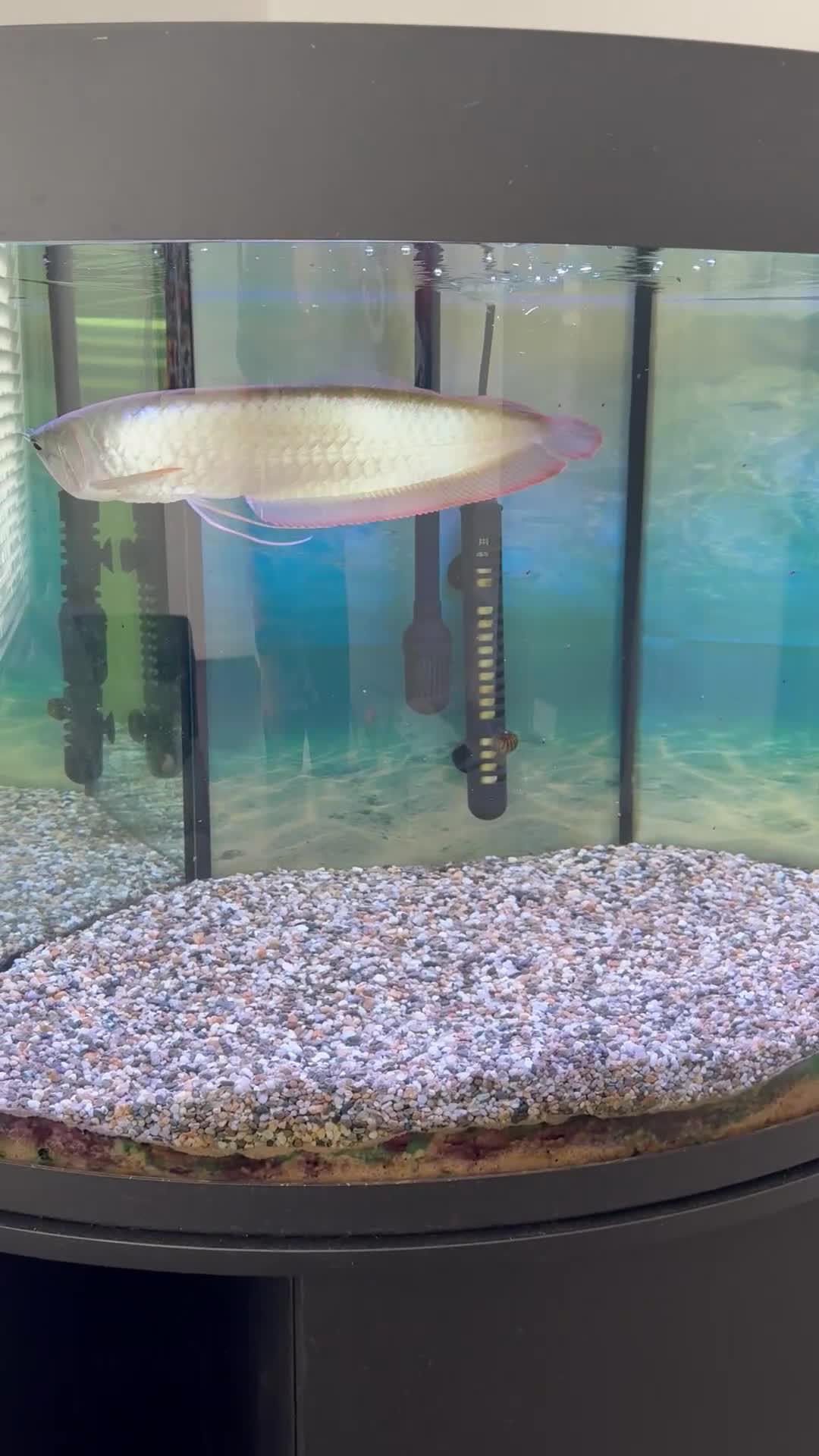Swordtails fish for sale: Arowana 12.5 inches  - Video 1