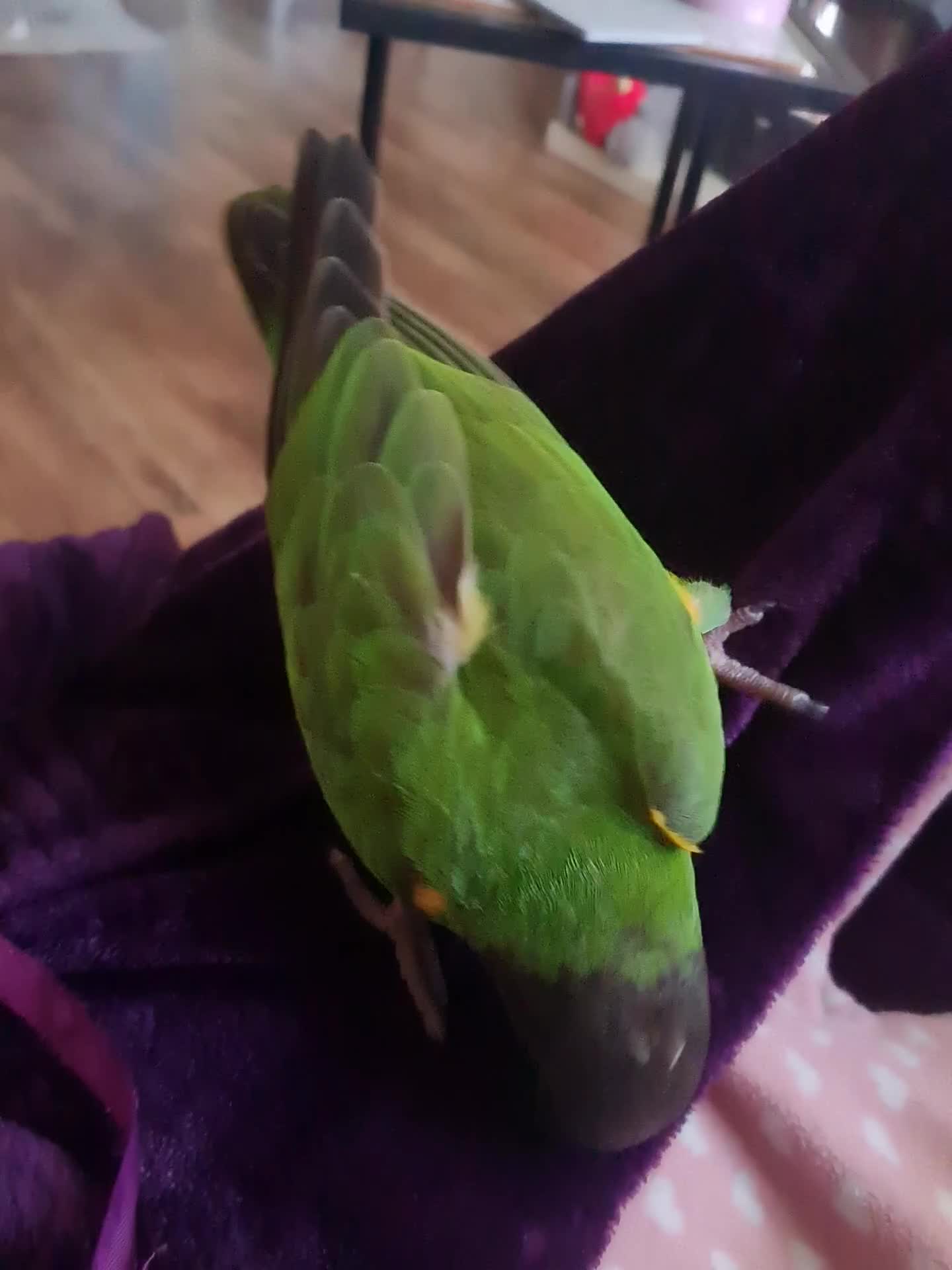 Parrots birds for sale: Senagalese Parrot - Video 1