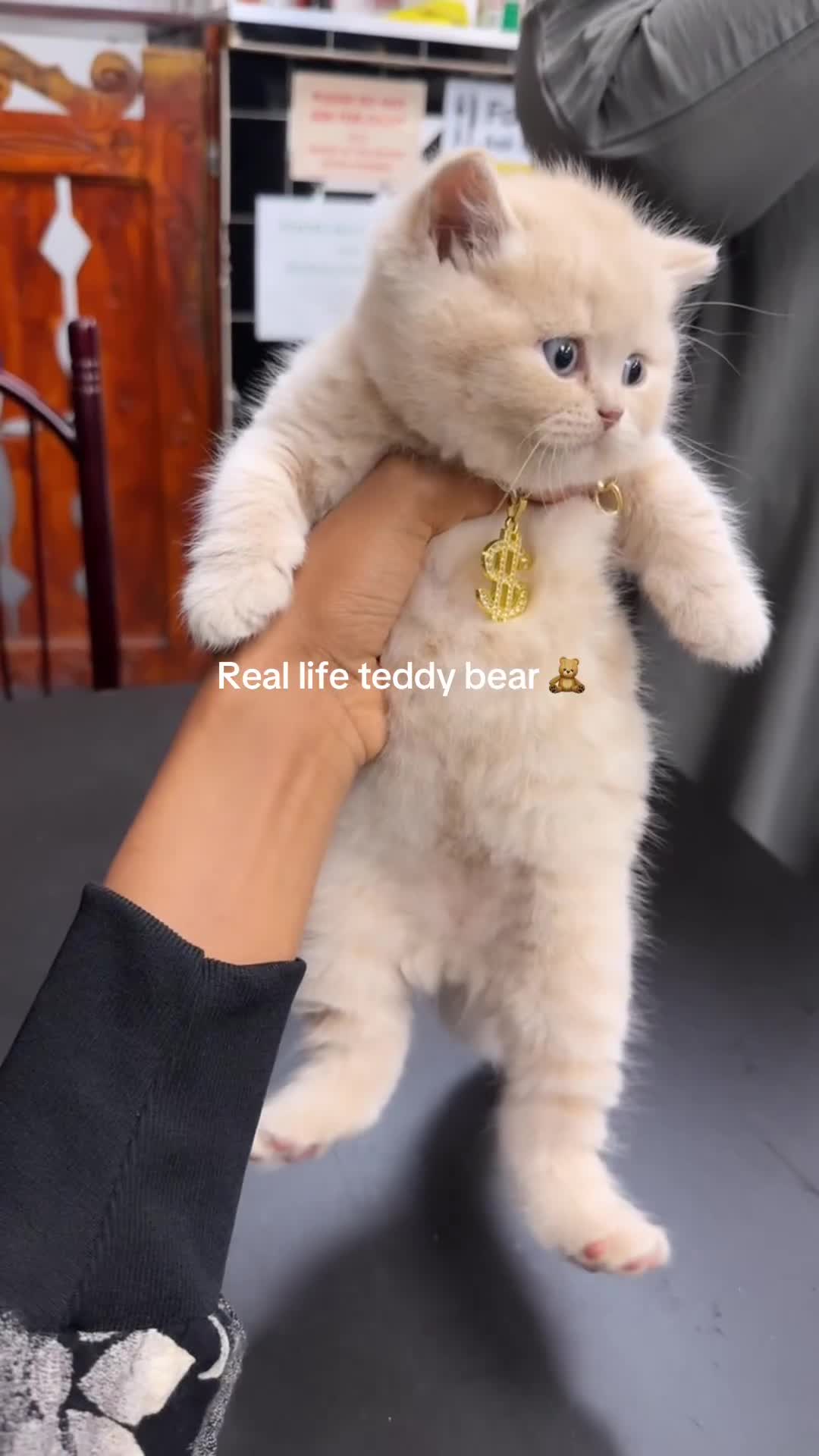 British Shorthair cats for sale: 1 Cream kitten  - Video 1