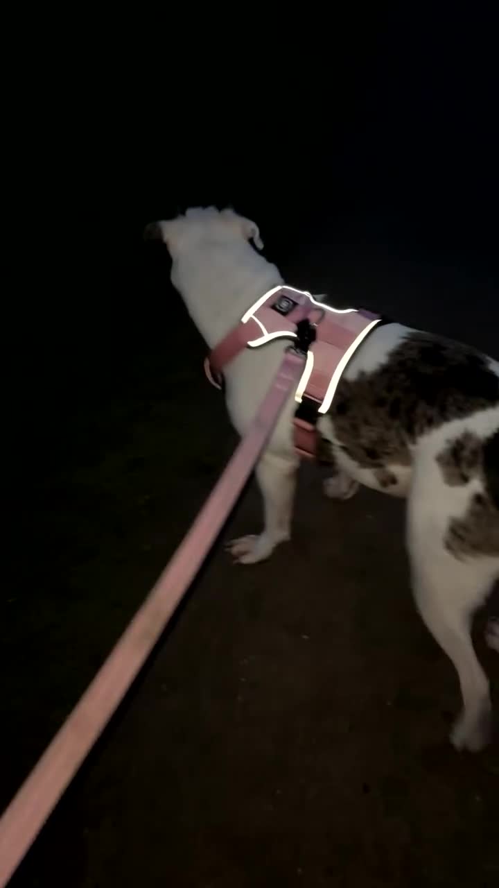 Mixed Breed dogs for sale: American bulldog - Video 1