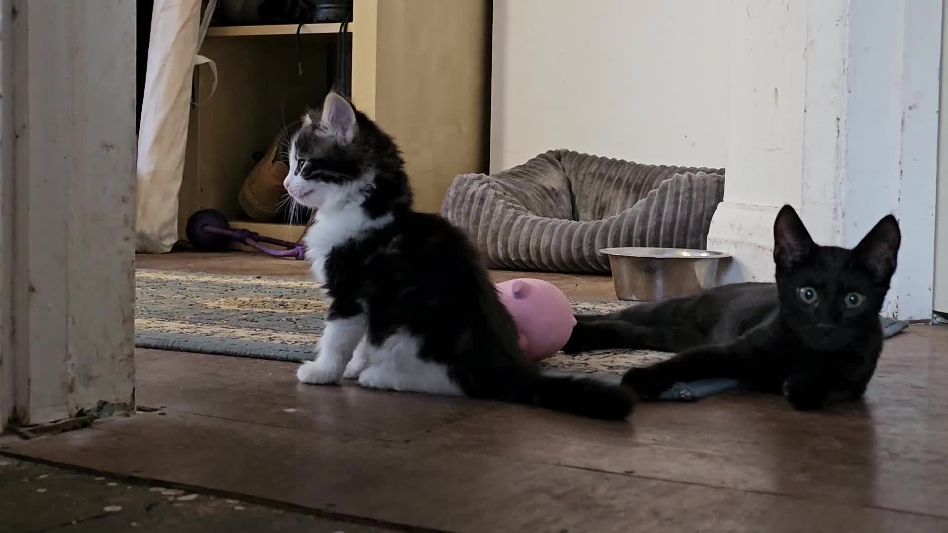Mixed Breed cats for sale: Stunning Bengal/savannah x domestic shorthair  - Video 2