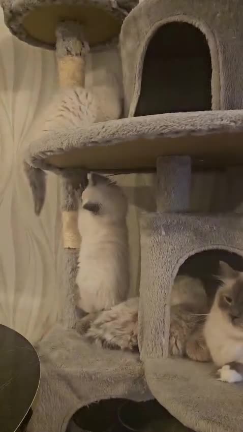Ragdoll cats for sale: Beautiful Female Ragdoll Kittens  🐾 in London - Video 1