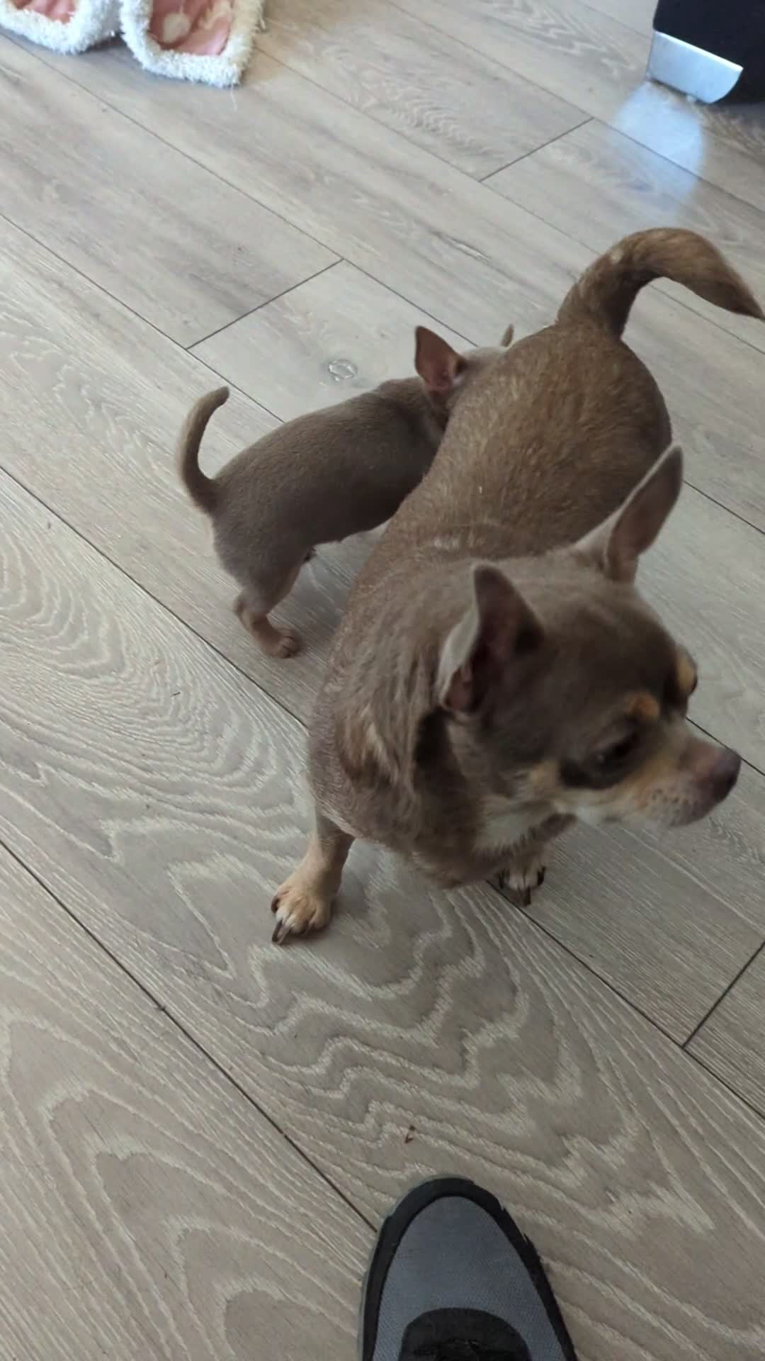 Chihuahua dogs for sale: Kc puppies 2 girl 1 boy - Video 5