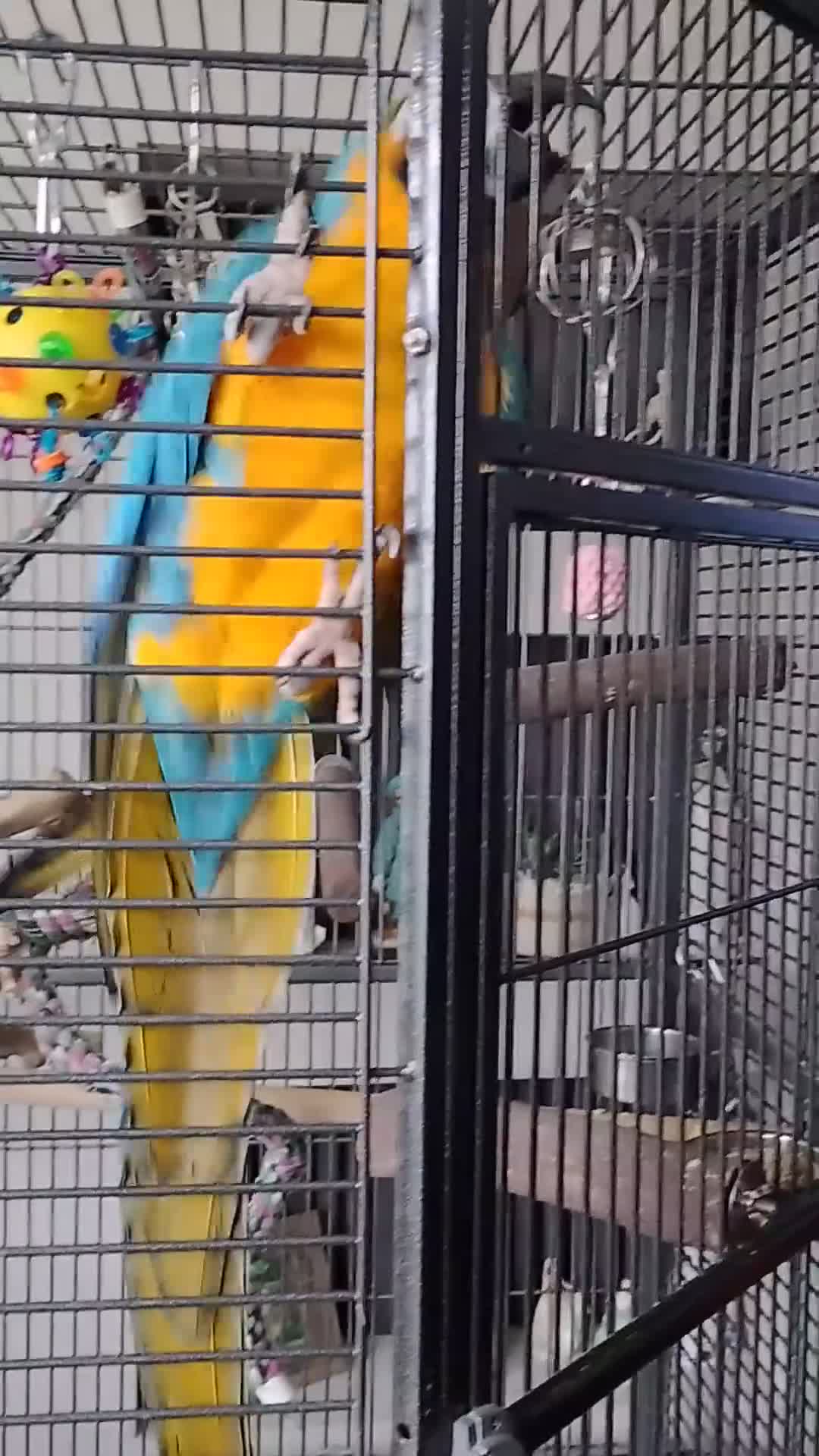 Macaws birds for sale: Blue Mccaw  - Video 1