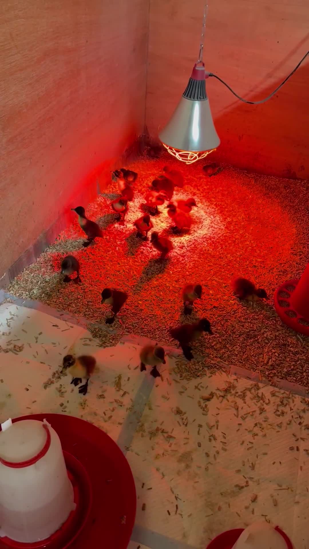 Ducks poultry for sale: Indian Runner Ducklings & Silkie Chics - Video 1
