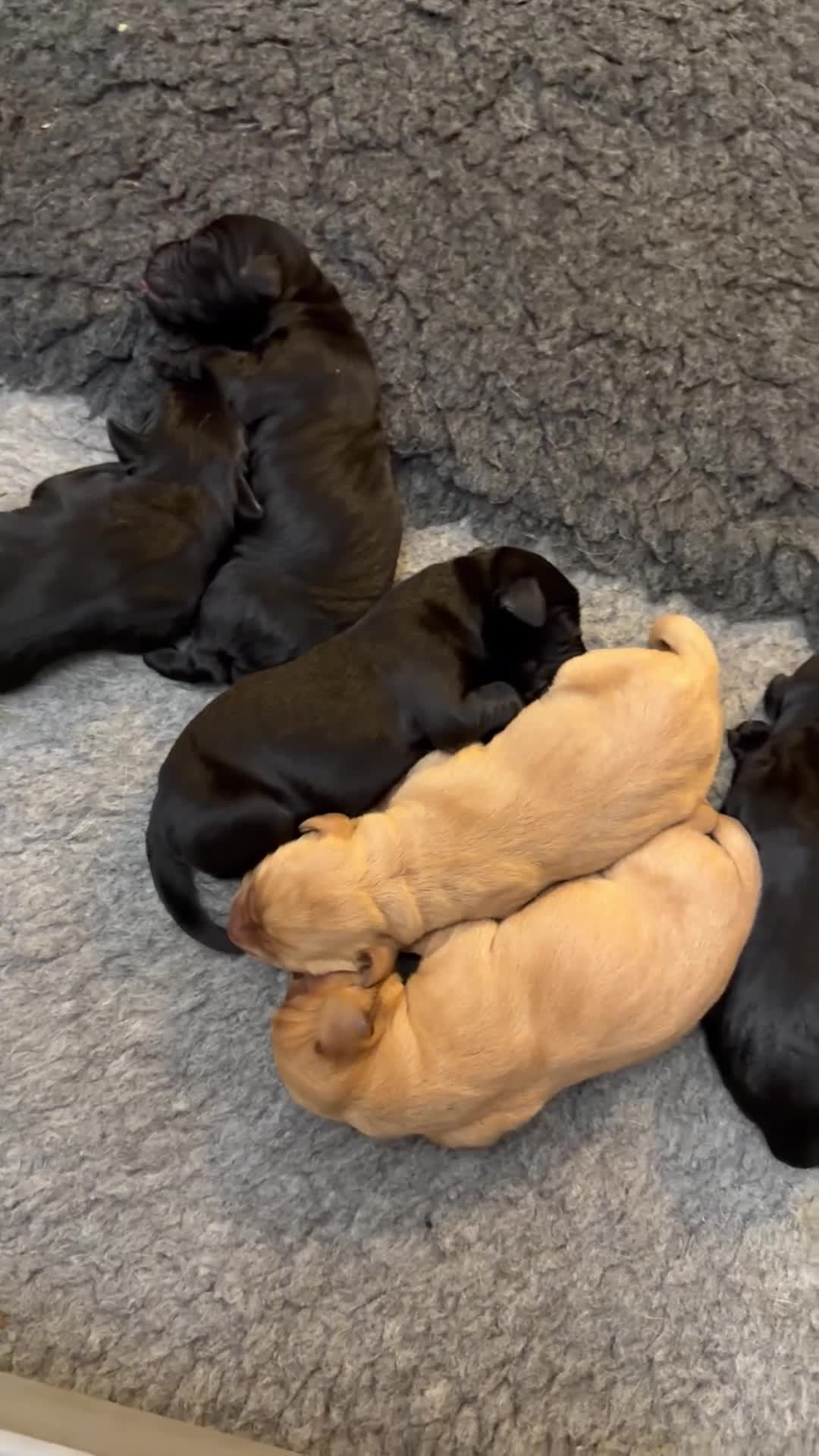 Labrador Retriever dogs for sale: Fully Health Tested Working Labradors  - Video 3