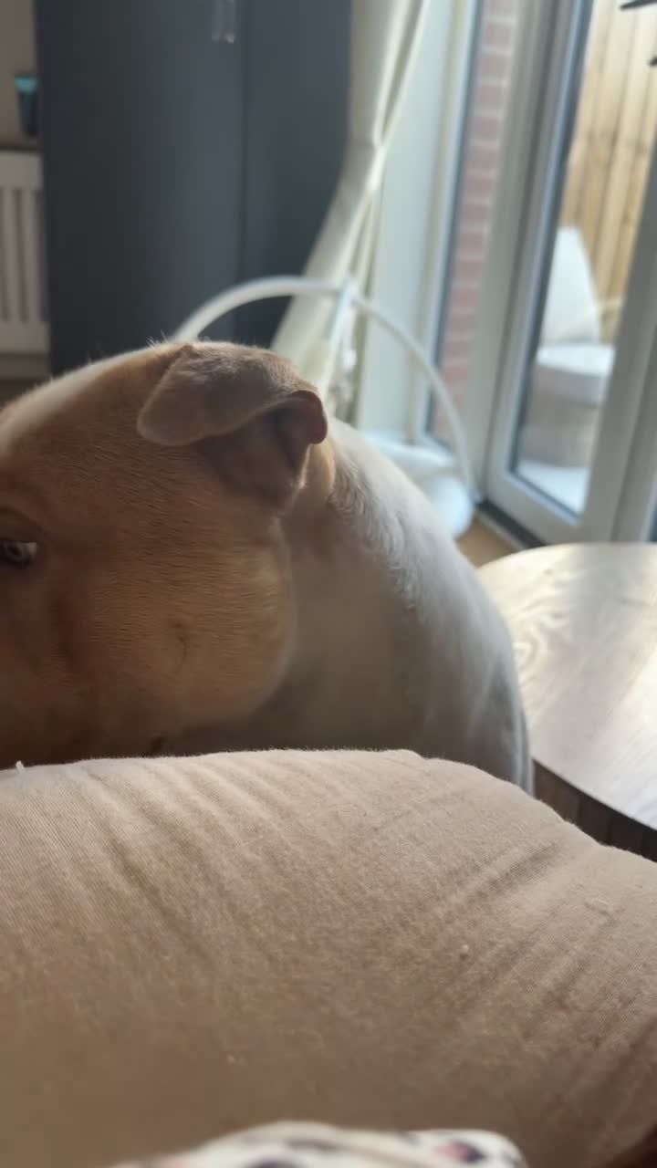 Mixed Breed dogs for sale: REHOMING in Exeter - Video 1