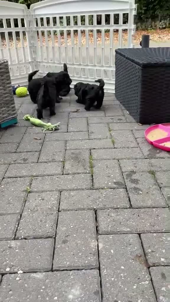 Mixed Breed dogs for sale: Shorkiepoo in Newport - Video 2