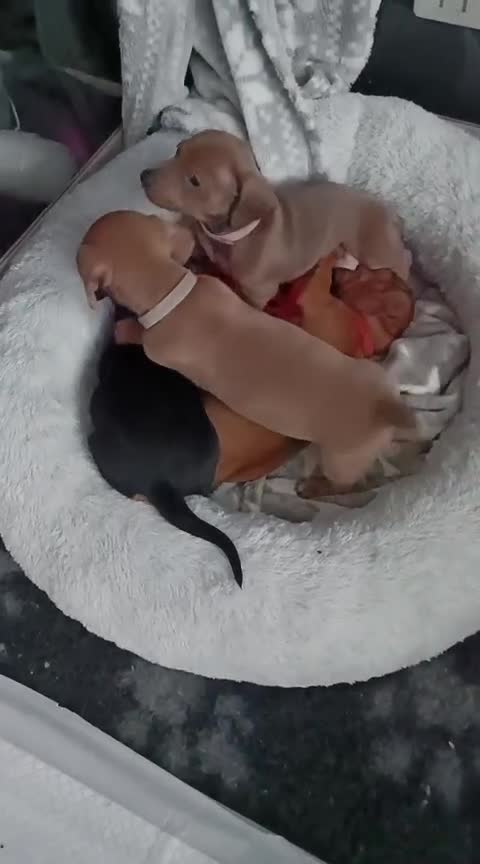 Miniature Dachshund dogs for sale: Beautiful miniature dachshund puppies - Video 1