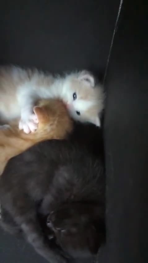 Mixed Breed cats for sale: Beautiful Family raised kittens 💕 in Waterlooville - Video 1