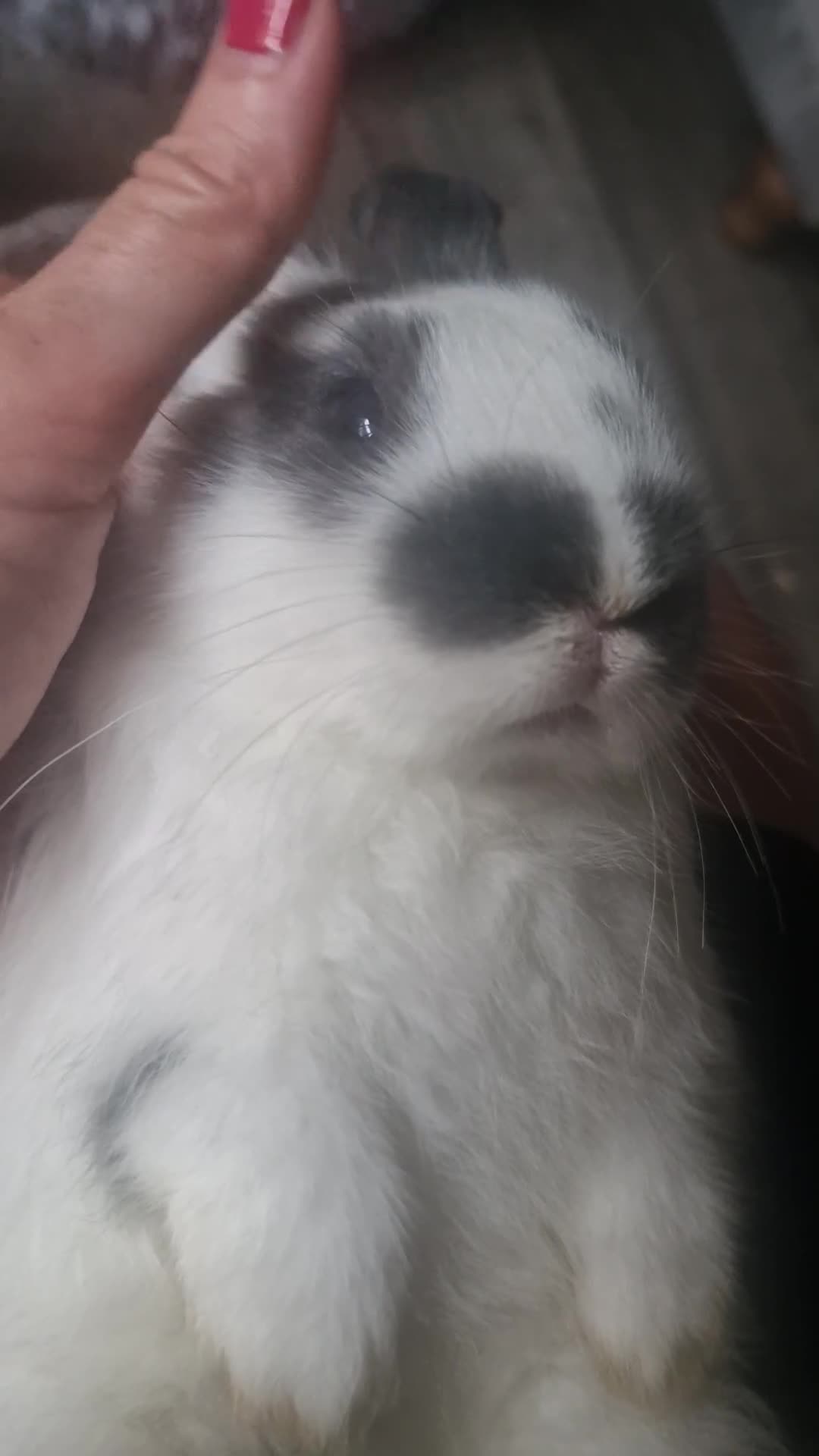 Mini Lop rabbits for sale: Stunning Mini lops - Video 1