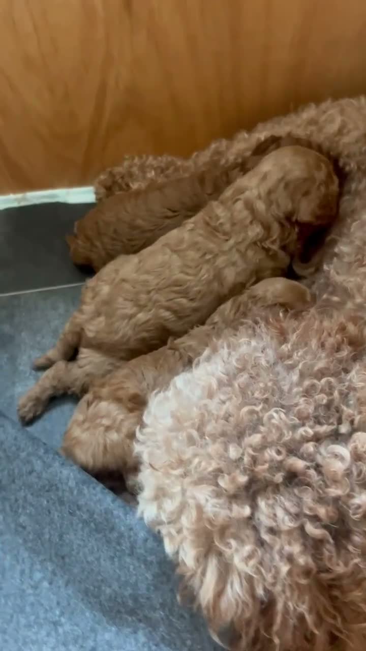 Cavapoo dogs for sale: Cavapoo puppies 🥰 - Video 1