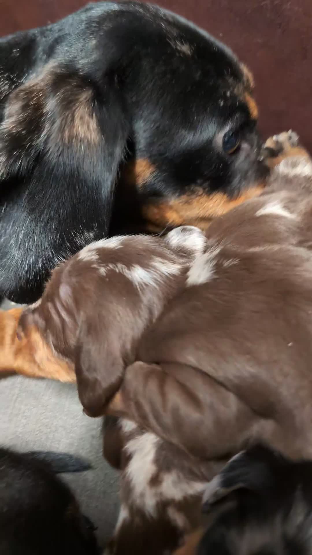 Miniature Dachshund dogs for sale: Quality KC/PRA clear Miniature Dachshund Puppies  - Video 1