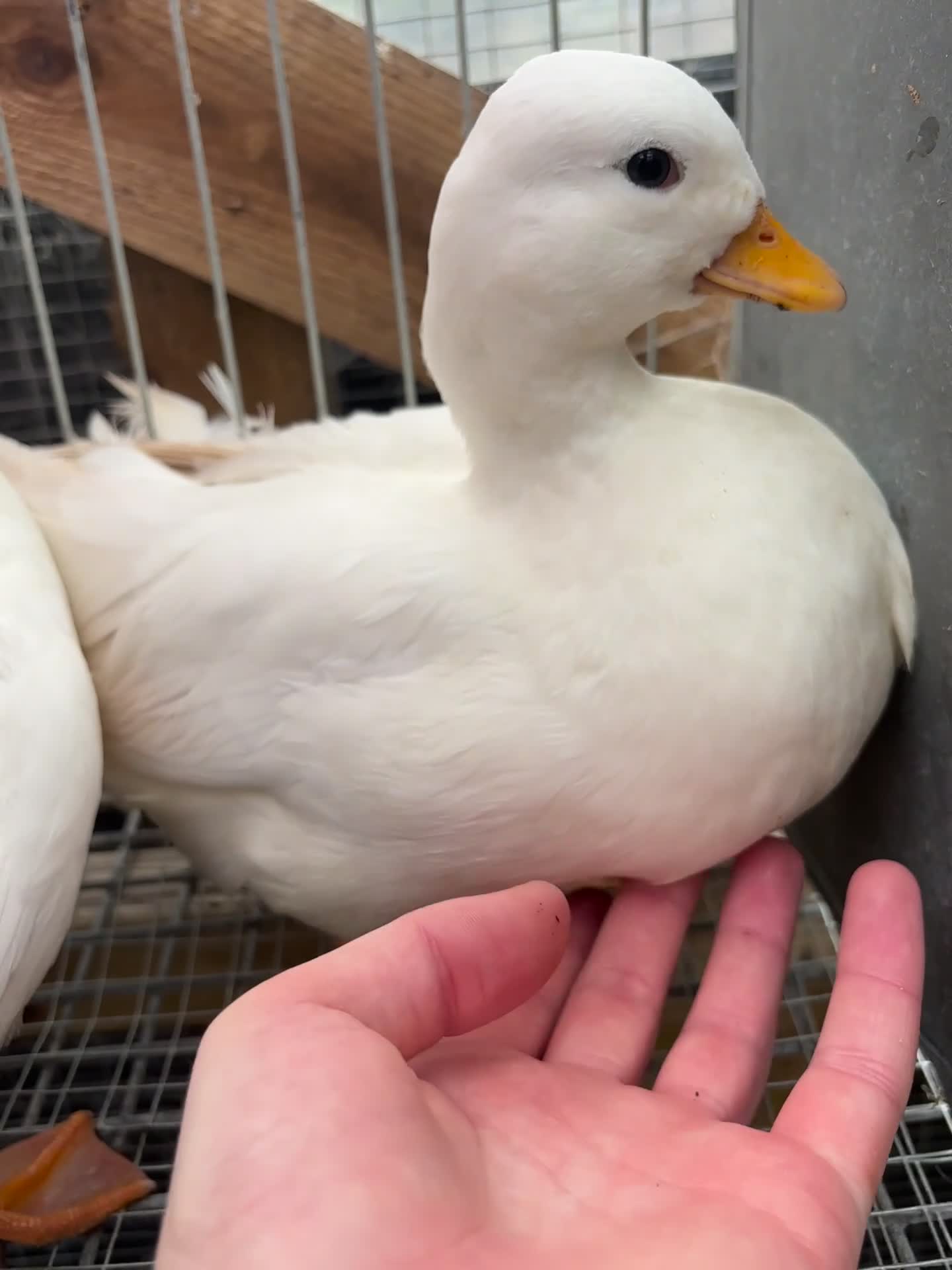 Ducks poultry for sale: White call duck pairs - Video 2