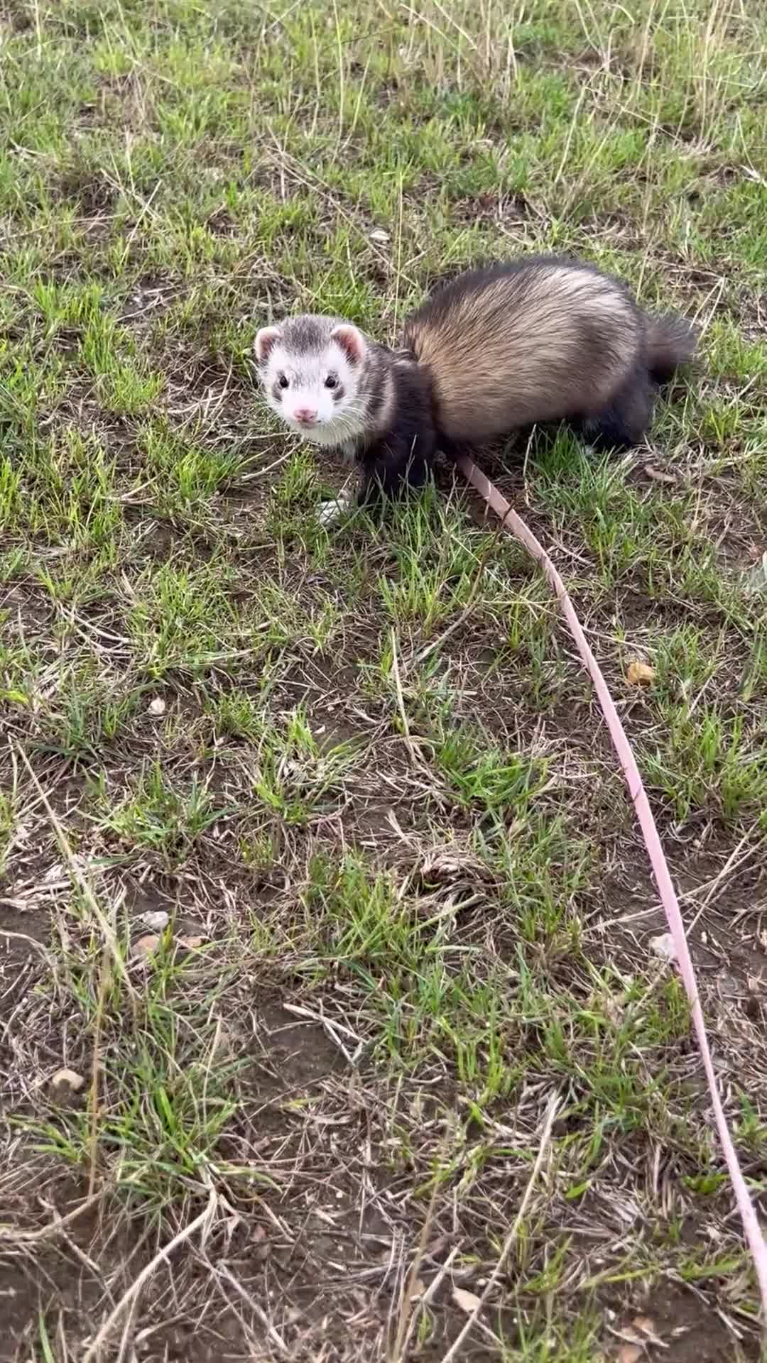 Ferret rodents for sale: Mr hobnob - Video 2