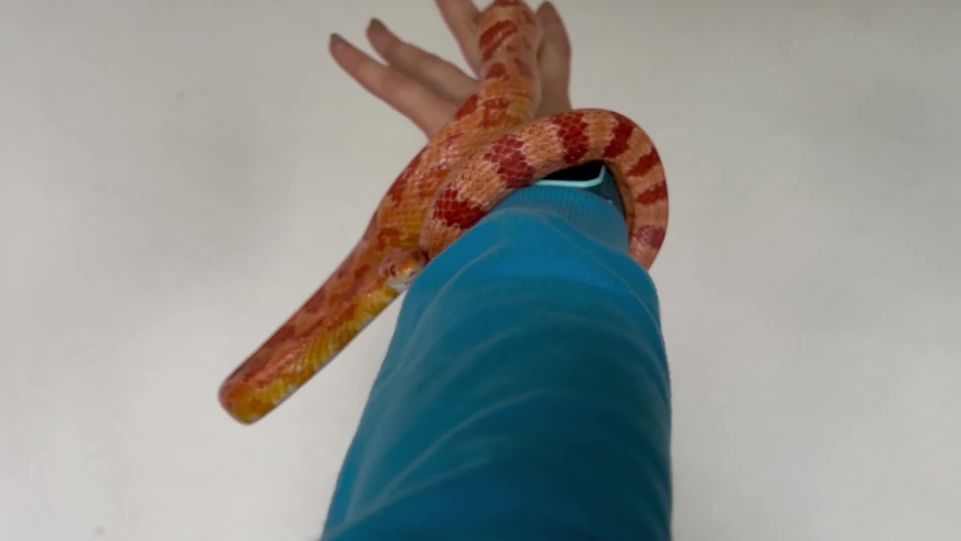 Snake reptiles for sale: Corn snake with equipment  - Video 1