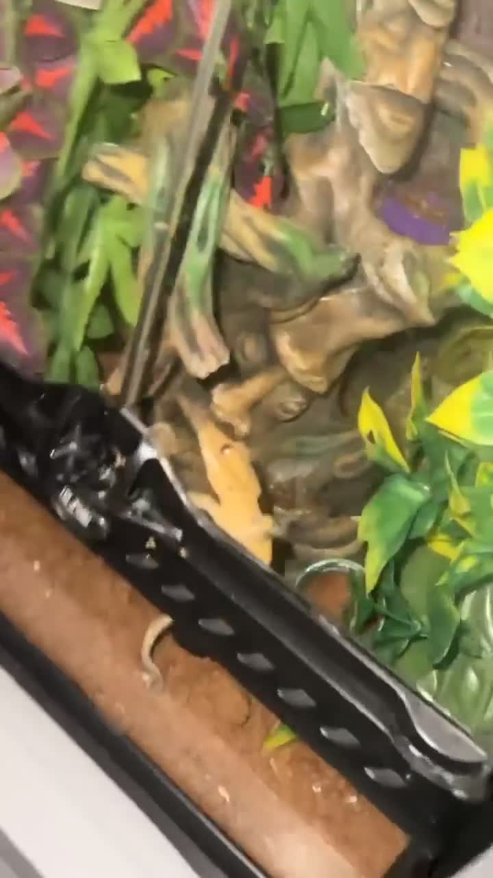 Gecko reptiles for sale: Crested Gecko and Full Exo Terra set up in Rochford - Video 1