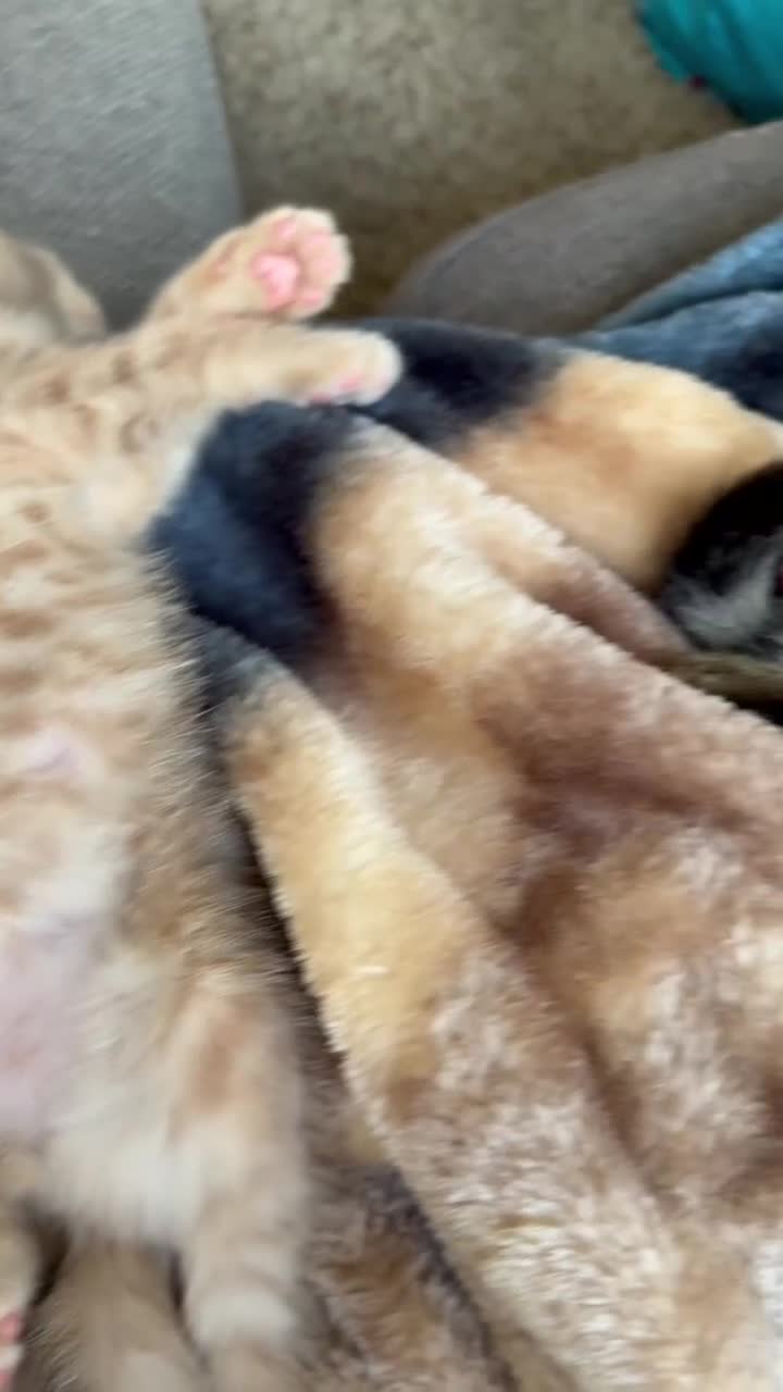 Mixed Breed cats for sale: Beautiful 14 week old male tabby - Video 1