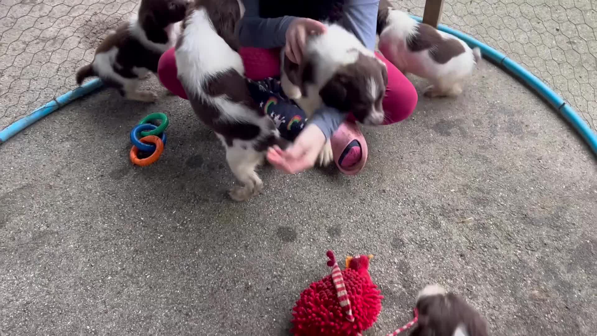 English Springer Spaniel dogs for sale: Springer spaniel pups - Video 1
