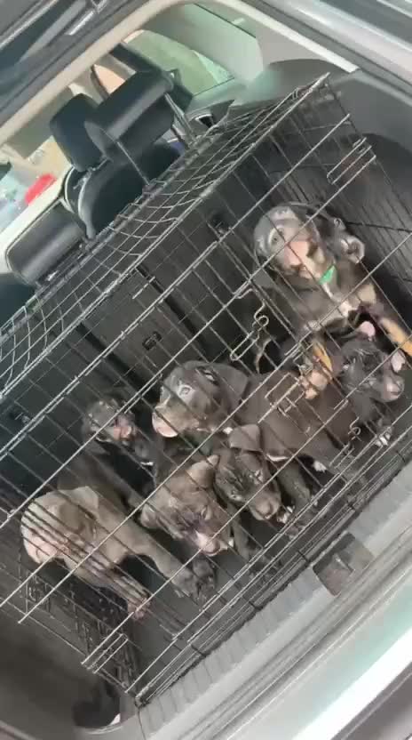 Mixed Breed dogs for sale: Came corso X American bulldog - Video 1