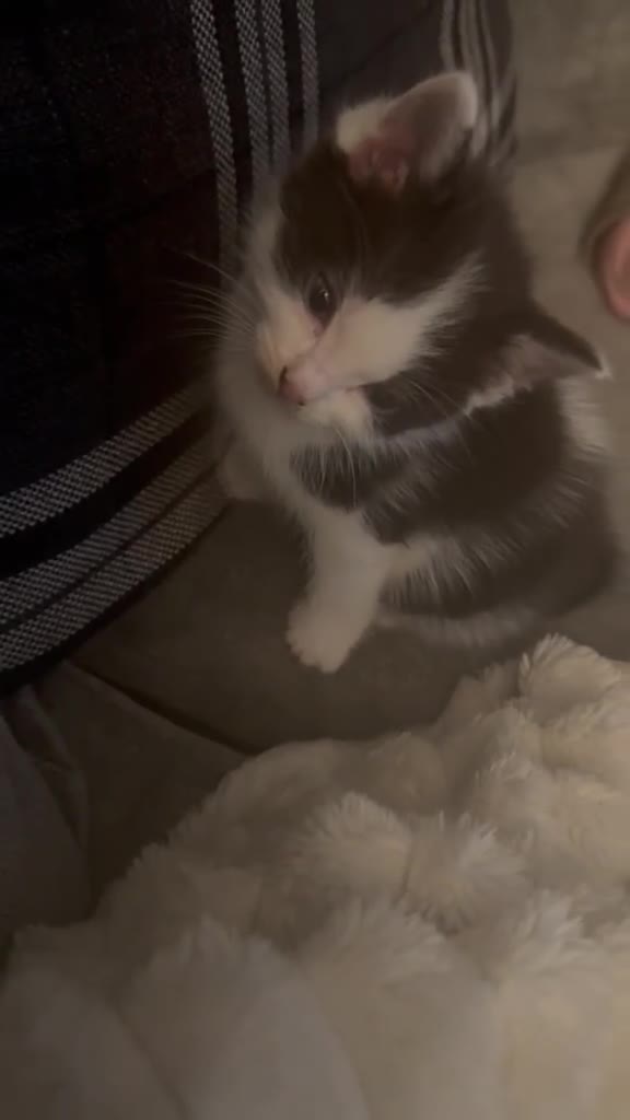 Mixed Breed cats for sale: Beautiful kittens mixed with ragdoll in Rochdale - Video 2