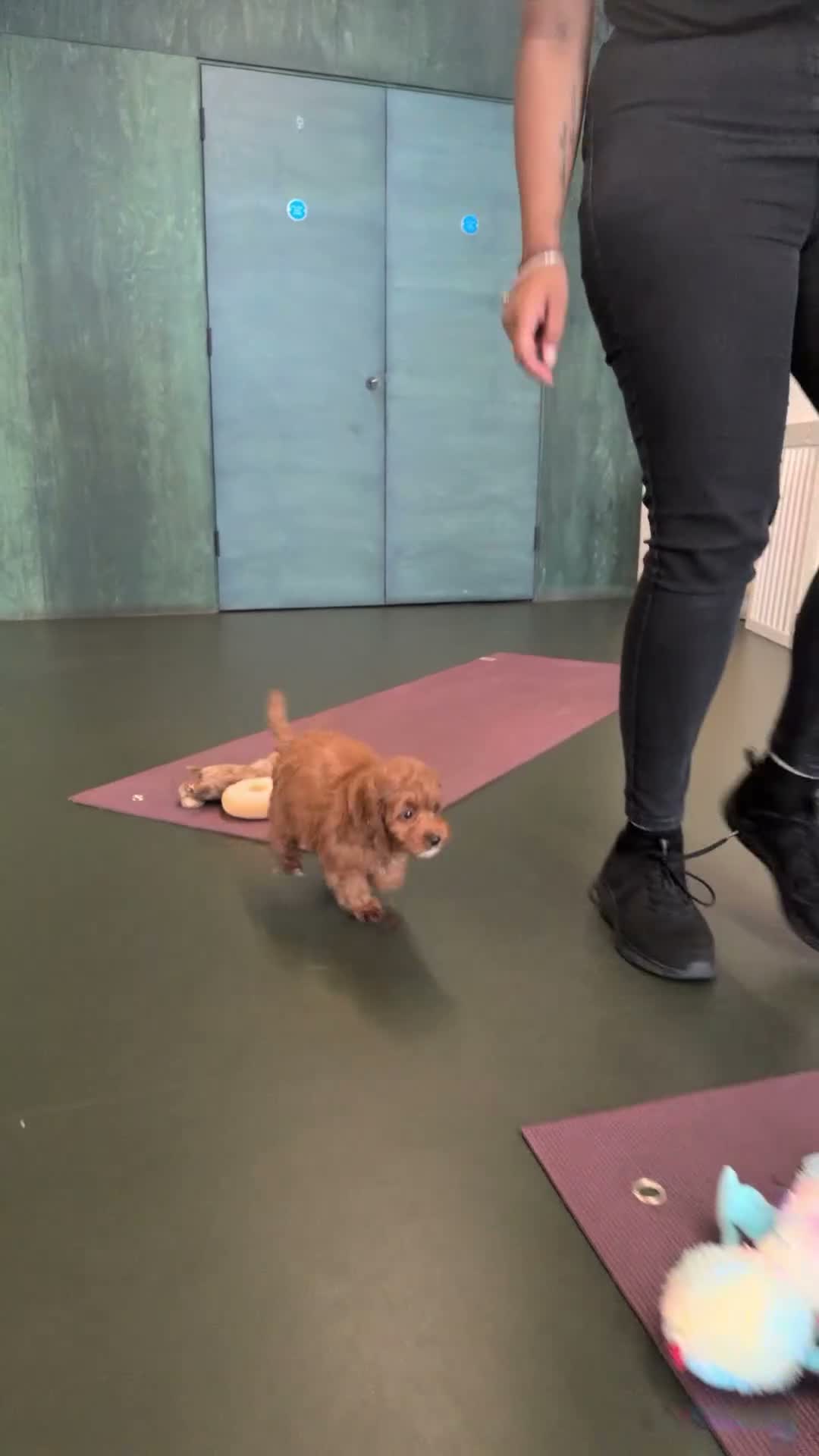 Cockapoo dogs for sale: 1 female Cockerpoo fully vaccinated  - Video 2