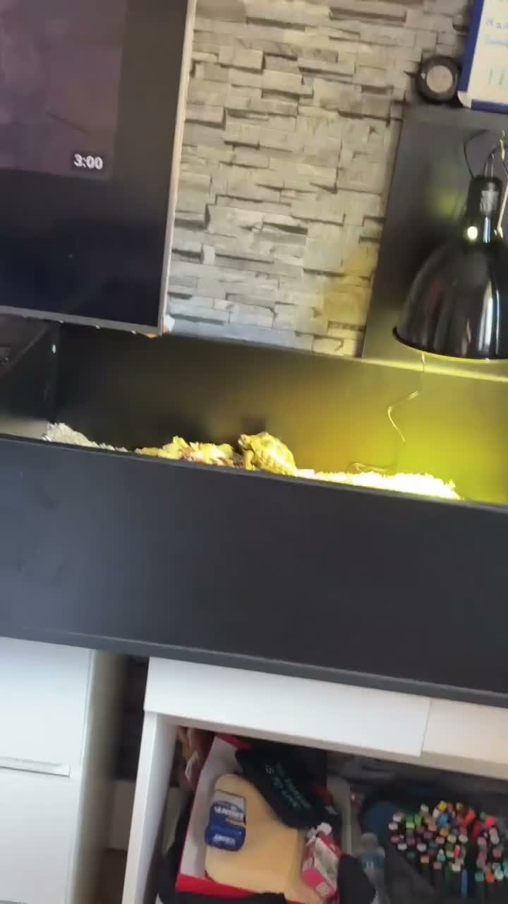 Hermann Tortoise reptiles for sale: Hermann tortoise   in Dundee - Video 1
