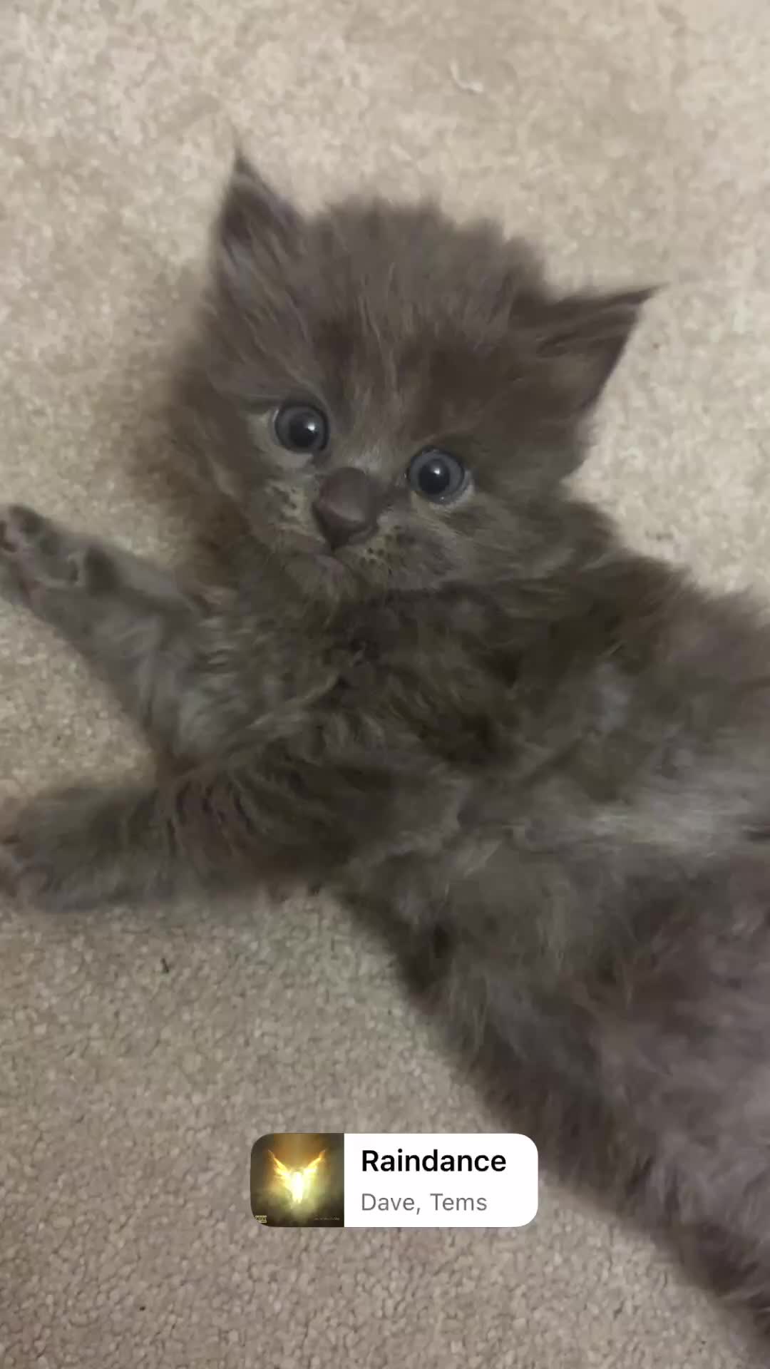 Mixed Breed cats for sale: Rag doll kittens - Video 1