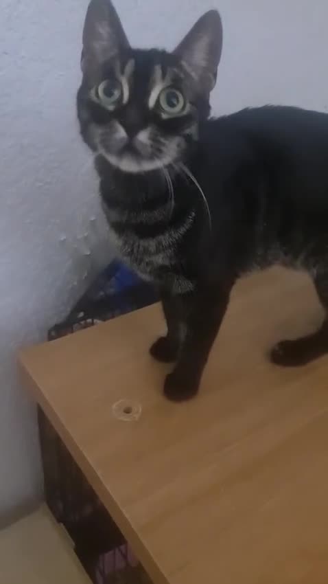 Mixed Breed cats for adoption: zoe 6 month rescue needs her own home - Video 1