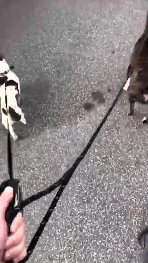 Mixed Breed dogs for sale: Dog free - Video 2