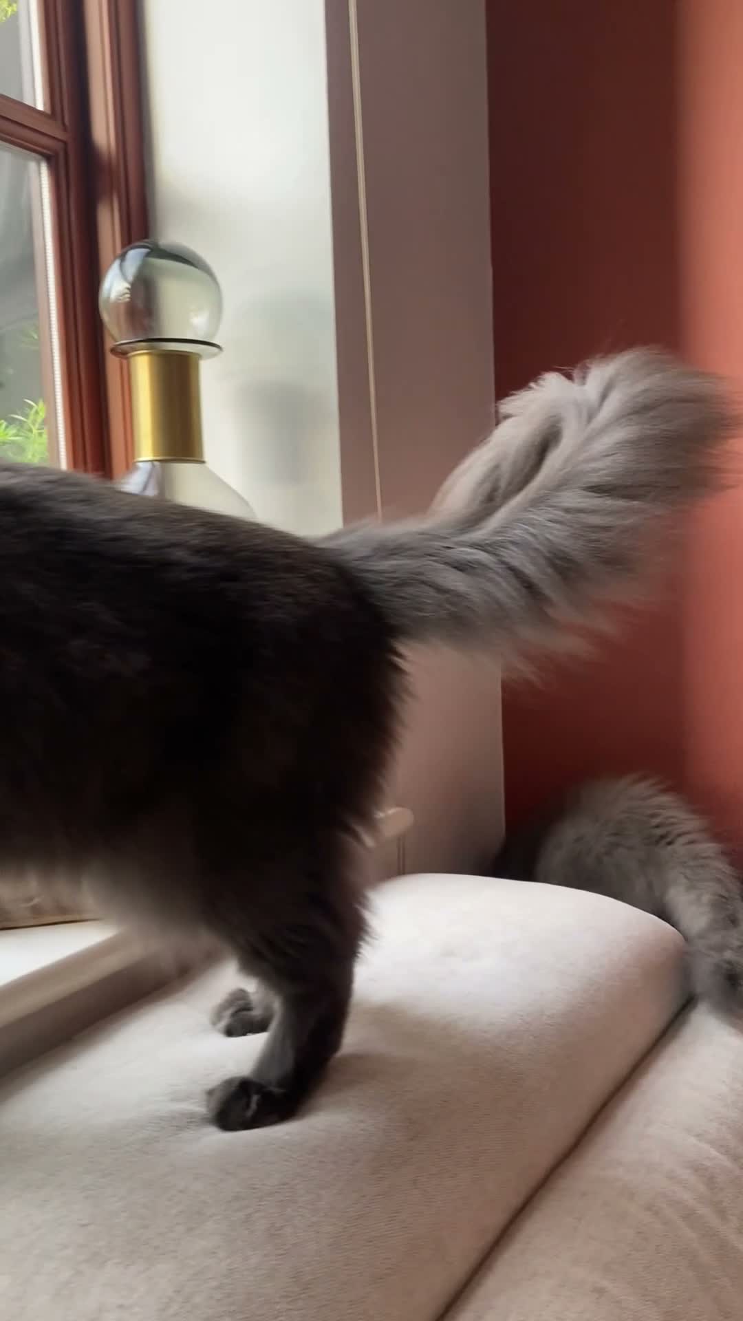 Maine Coon cats for sale: TICA Registered Maine Coon Kitten Female  - Video 2