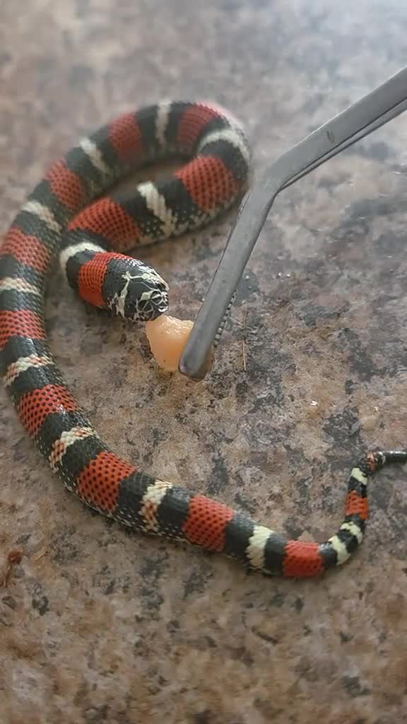 Mixed Breed reptiles for sale: Tri Colour Hognose Snakes  - Video 1