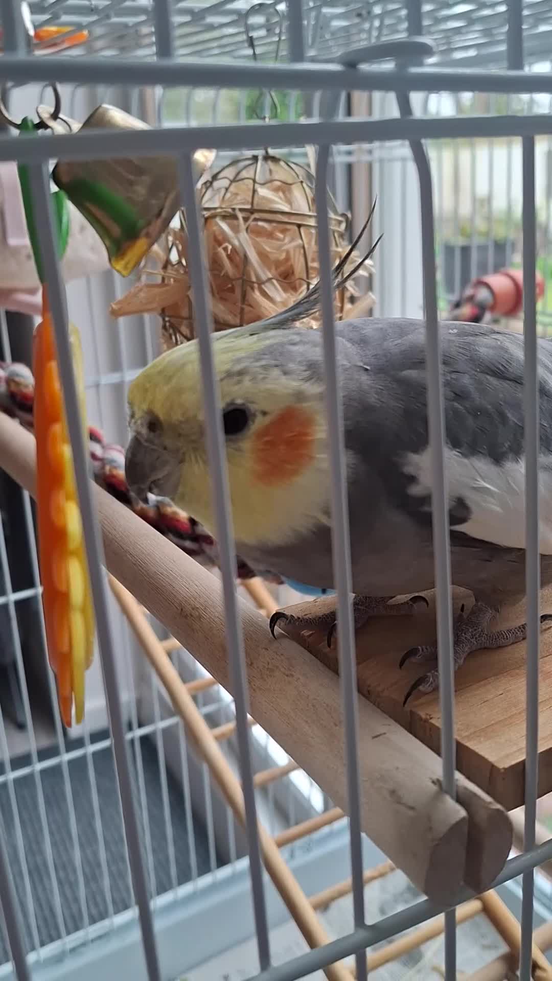 Cockatiels birds for sale: Male bird with cage - Video 1