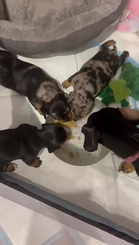 Dachshund dogs for sale: Female Merle and Female Black & Tan Dachshund  - Video 1