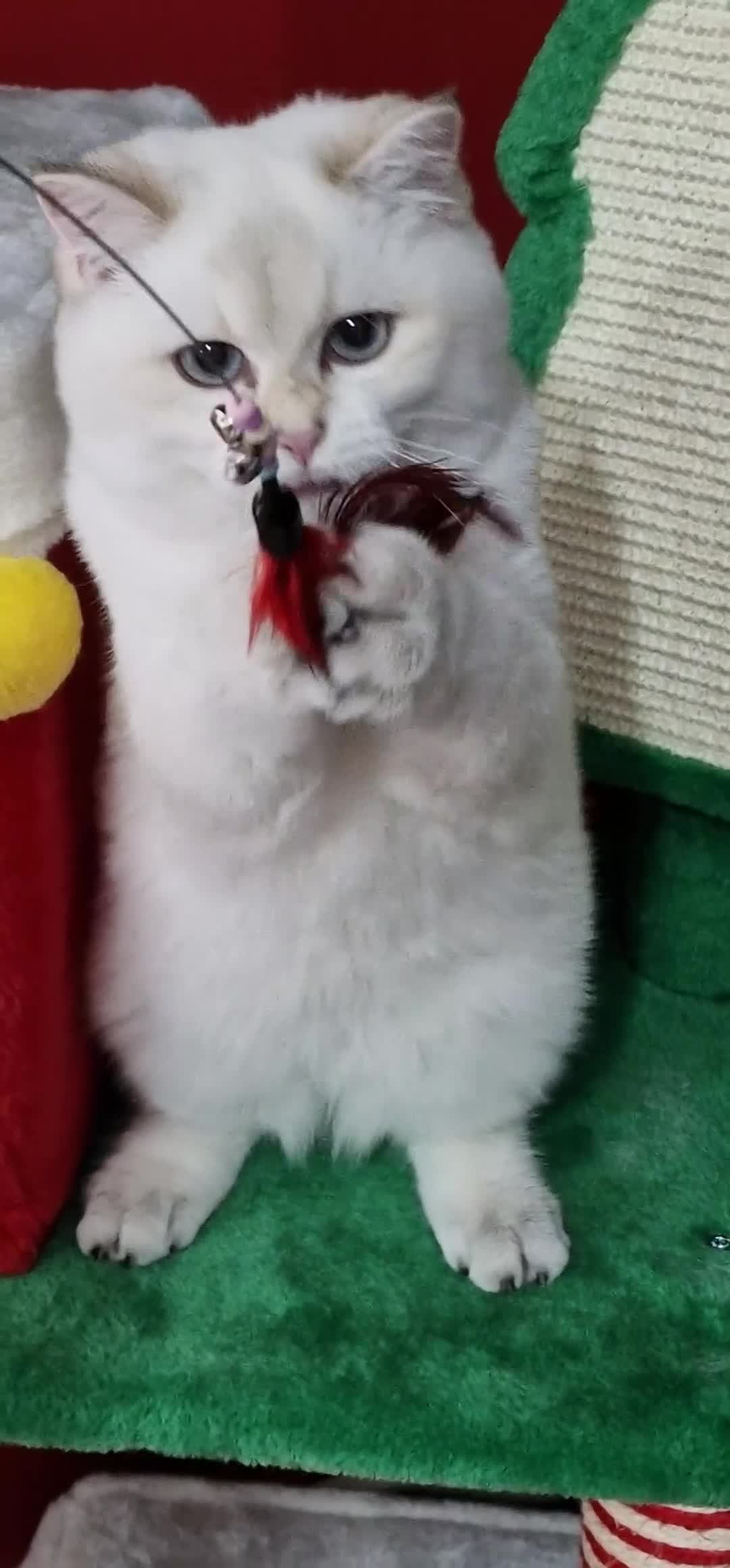 British Shorthair cats for sale: Golden British shorthair Pedigree Neutered  - Video 2