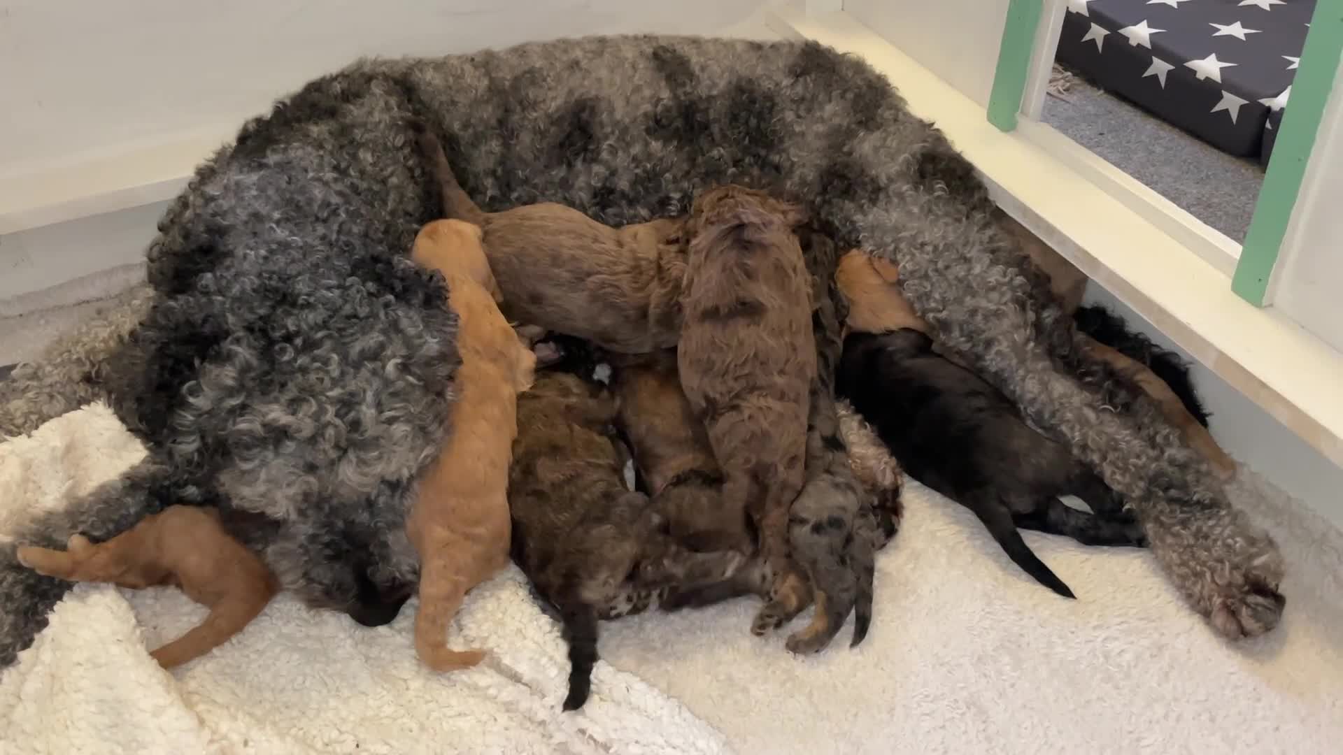 Double Doodle dogs for sale: Supreme Double Doodles - striking colours and coat - Video 2