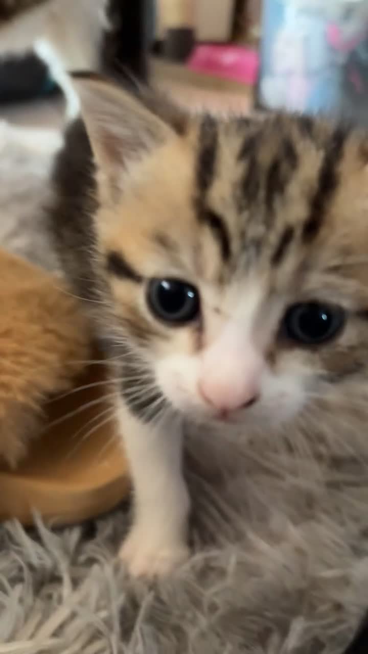 British Shorthair cats for sale: 4 tabby kittens  - Video 2