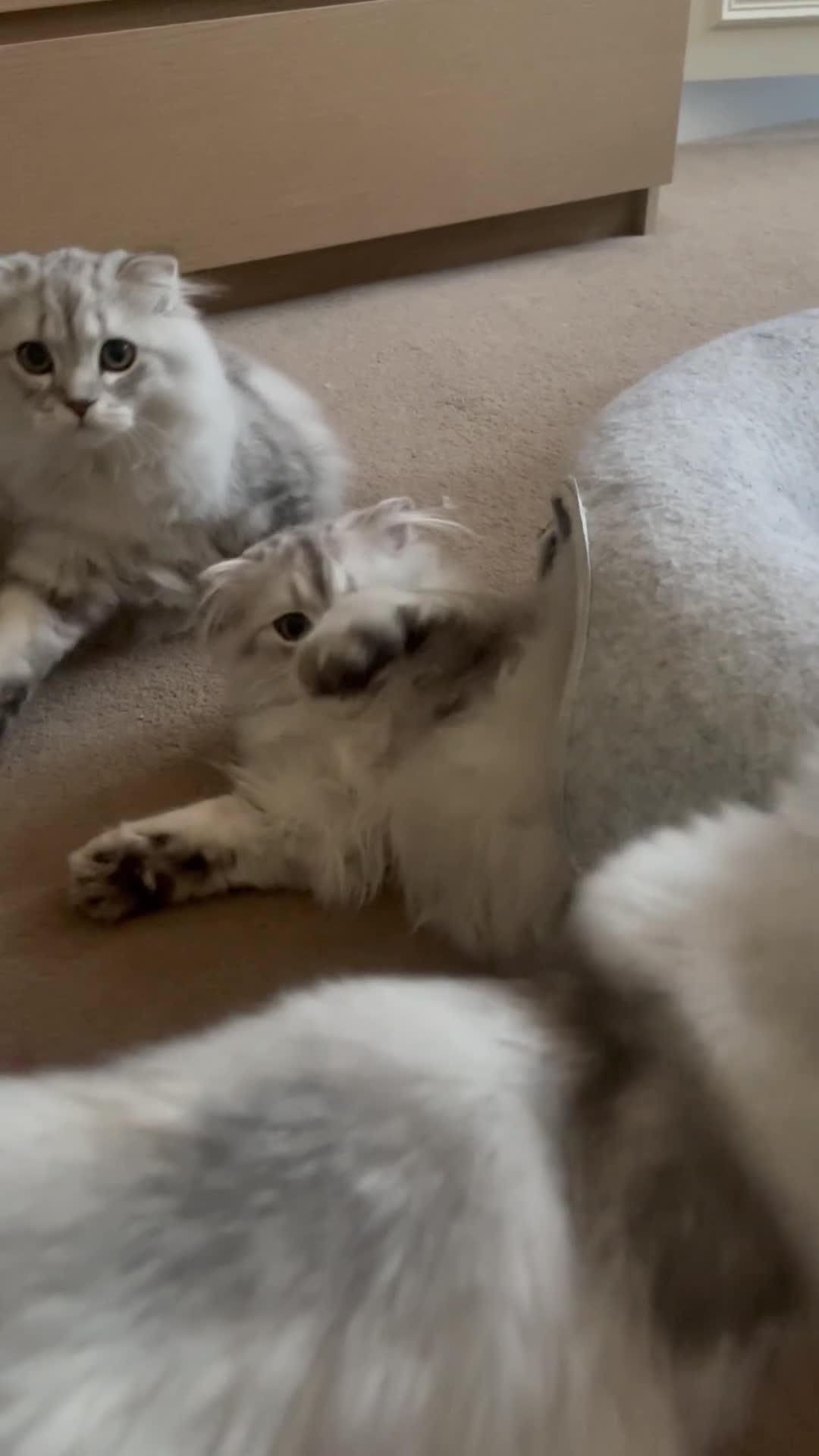 Scottish Fold cats for sale: Scottish Fold and straight  - Video 1