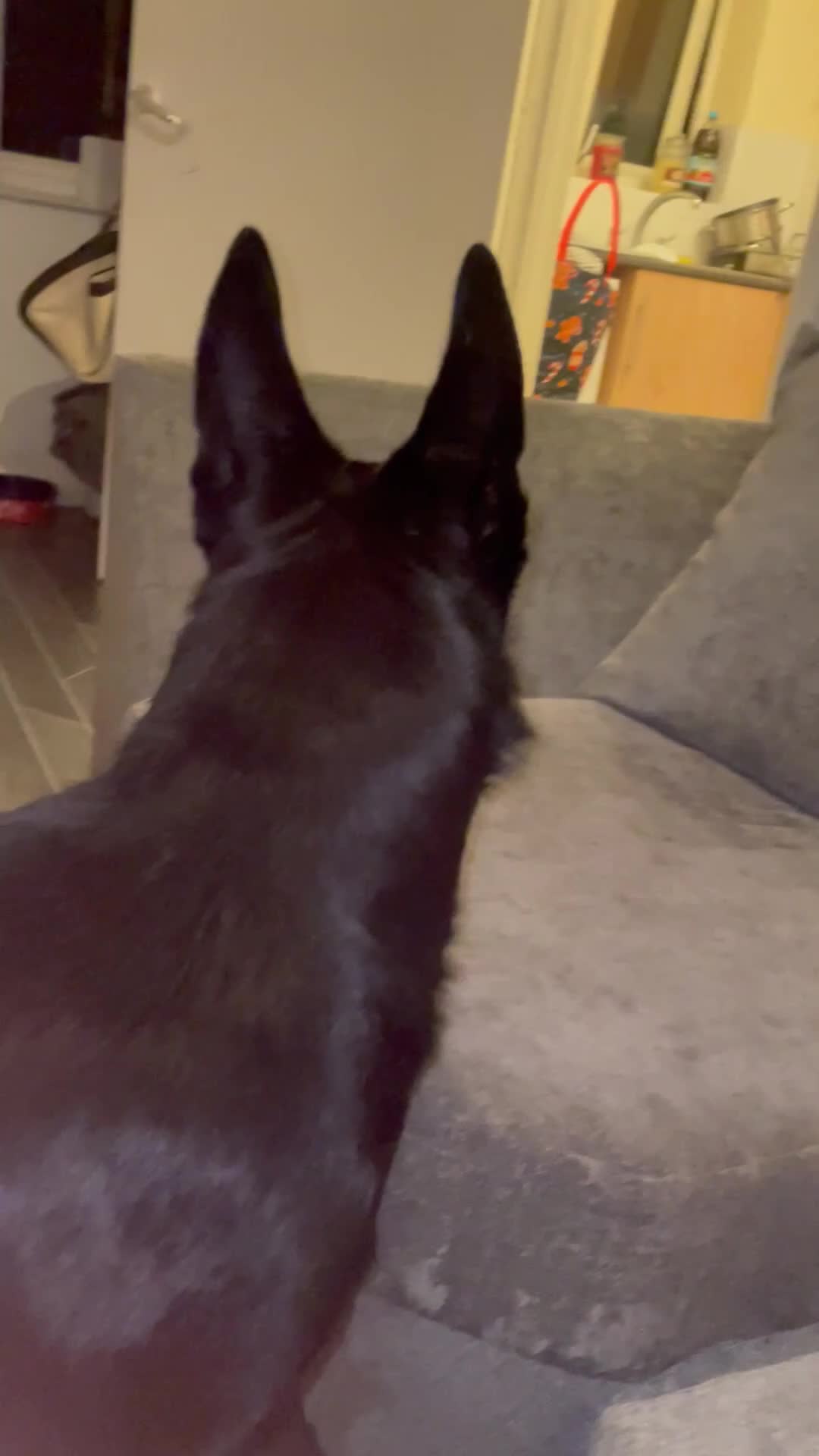 German Shepherd dogs for sale: German shepherd  - Video 1
