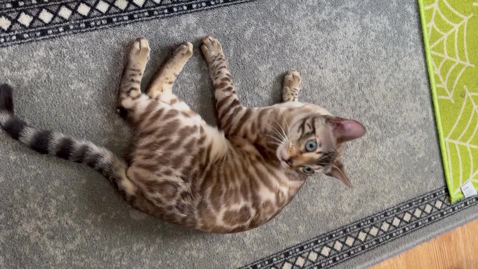 Bengal cats for sale: Snow Lynx Bengal Male kitten - Video 1