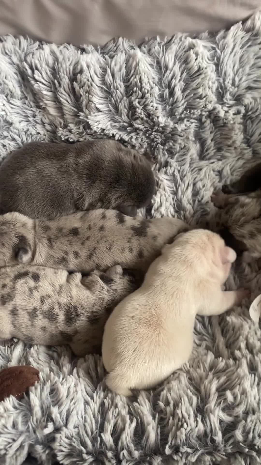 French Bulldog dogs for sale: ⭐️ KC Rope nose frenchies carrying fluffy ⭐️ - Video 2