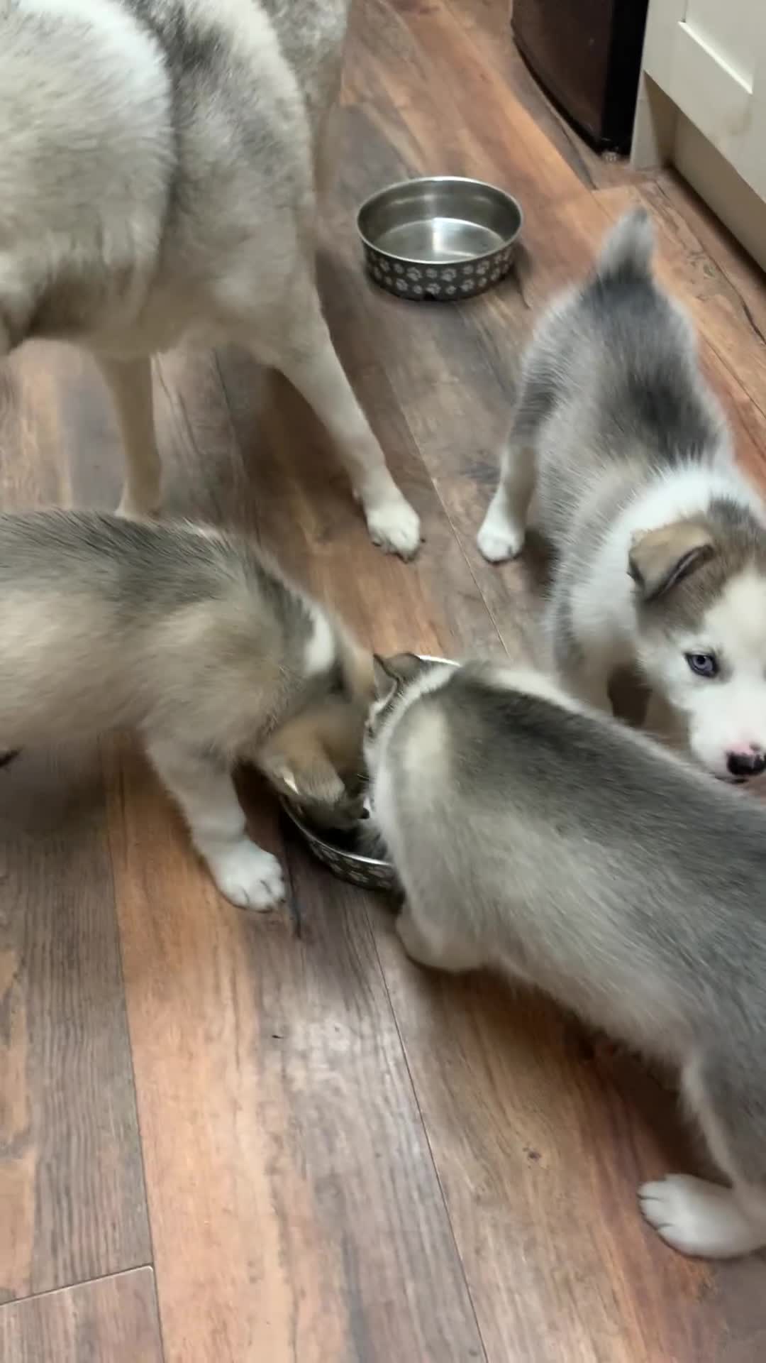 Utonagan dogs for sale: Husky x malamute  - Video 1