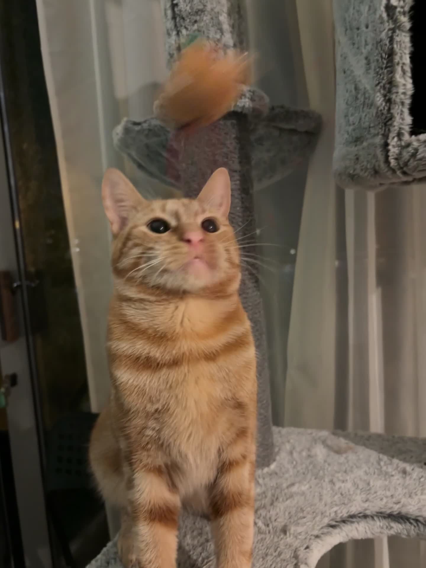 Mixed Breed cats for sale: Beautiful ginger boy looking for a new home - Video 1