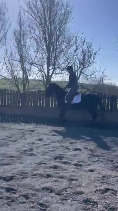Connemara horses for sale: Sweetest Genuine Steel Grey  Connemara x Show Pony - Video 2