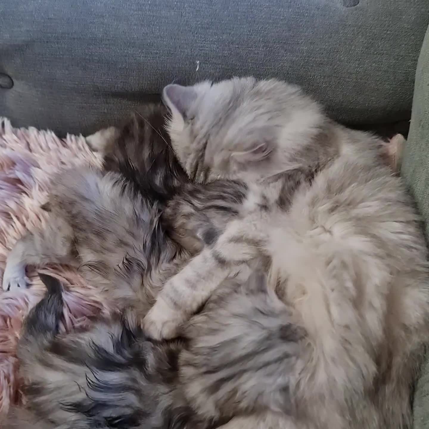 Persian cats for sale: Chinchilla Persian kitten 1 girl left - Video 2