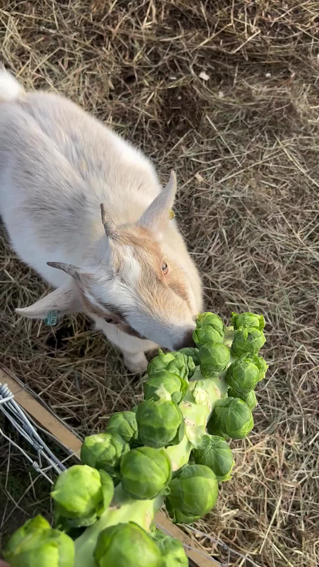 Goats livestock for sale: Two goats for sale dam and wether - Video 1